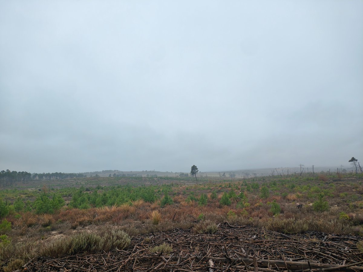 Estado actual de la regeneración natural del #IFBarchínDelHoyo de 2019.