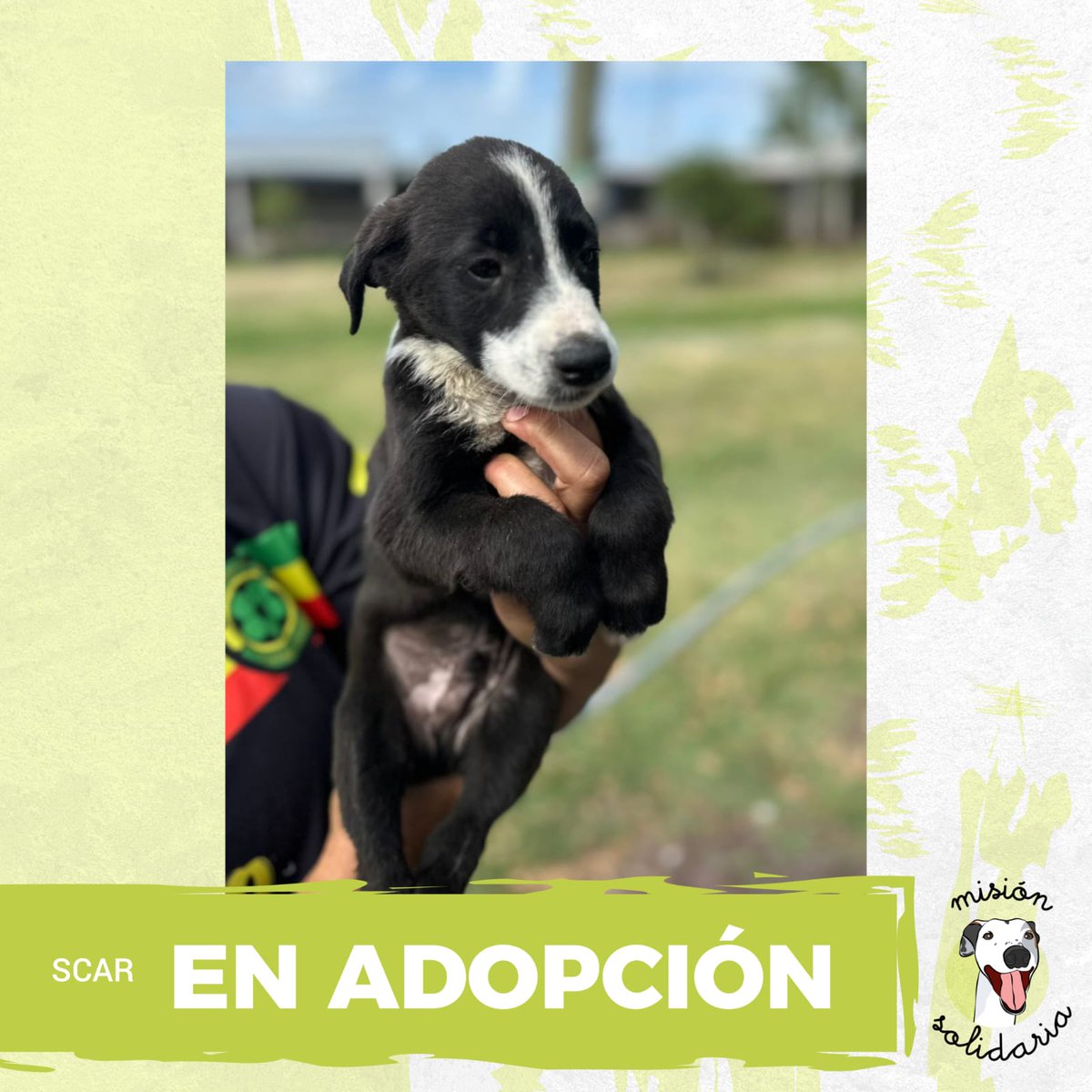 lagarzasosa_'s tweet image. Scar busca una familia! 
Tiene 2 meses y será tamaño mediano
Está vacunado y desparasitado. Aunque lleve nombre de villano, su único plan malvado es robarte el corazón
Zonas CABA y GBA
Queres adoptarla? Escribime!
misionsolidariatwitter@gmail.com
Asunto: Scar