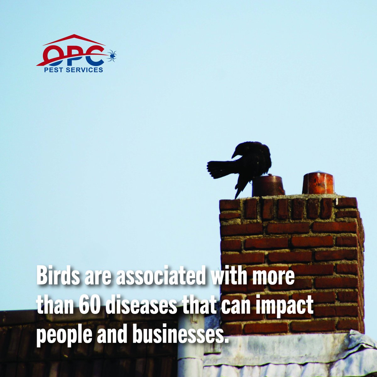 National Bird Day is a great reminder that birds belong in nature … not on your roof, signage, or loading docks. Keep your property protected and your reputation clean with humane commercial bird control. Let OPC solve your bird problem: bit.ly/3VEsSR2