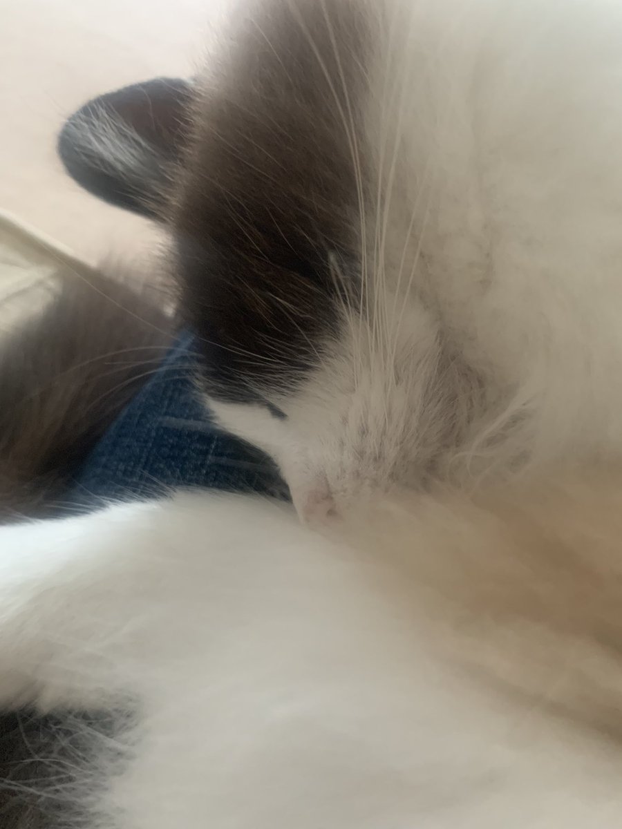 lindacole48's tweet image. Just a ball of fluff on my lap #Lenny 🐾