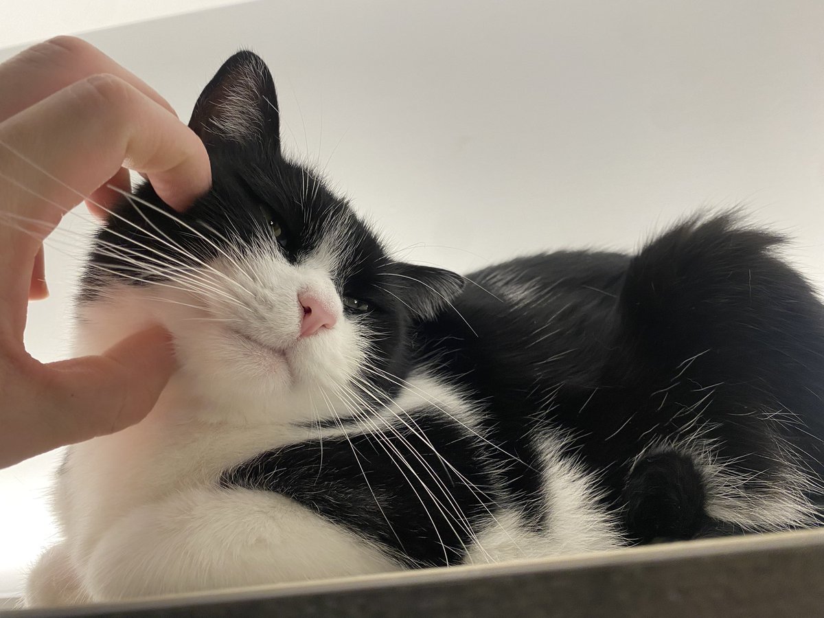 はむ (@harusamu22) on Twitter photo 