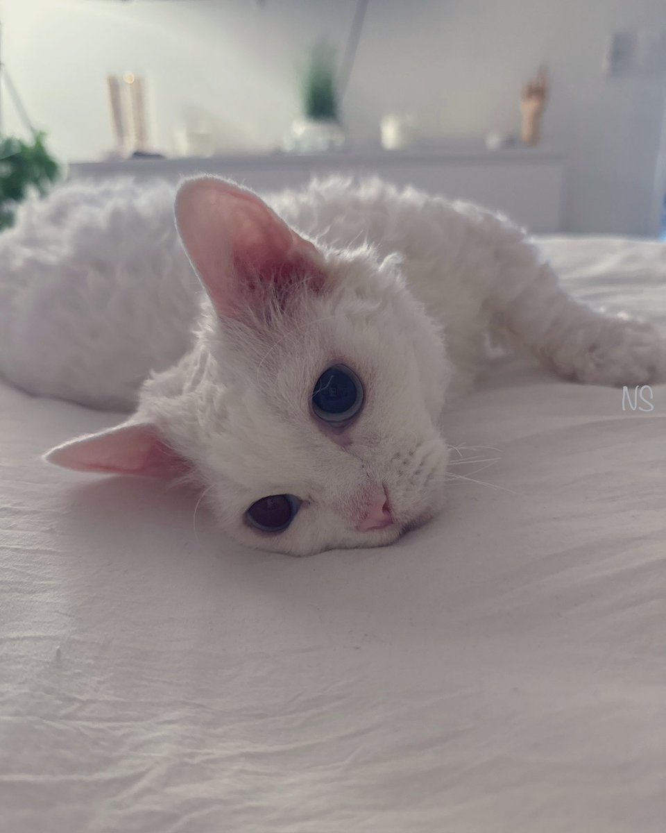 nsaidian's tweet image. Monday mood 😻