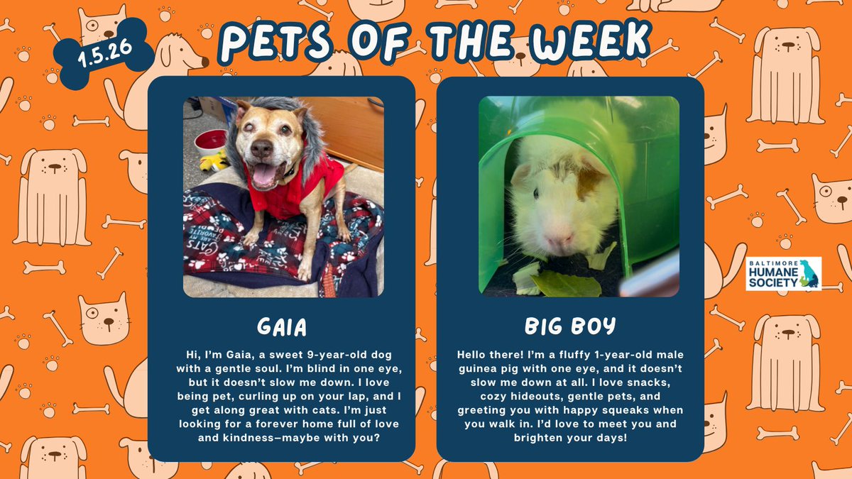 BMORE HUMANE tweet media