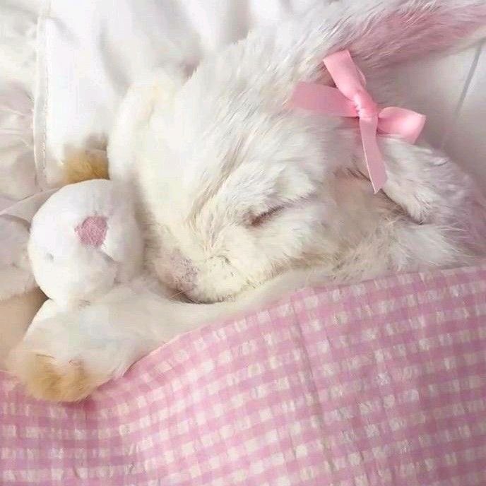 LilBunnyStories's tweet photo. Hewwo! Dis is Sundae and as you can see, she is hard at work. Sundae has a vewy important position at da local nap factory and in fact she is one of their top snoozers. Do you think dat maybe Sundae works a widdle too hard? Say “Take it easy Sundae!” to give her a salad break! https://t.co/5yK7OuvOyc