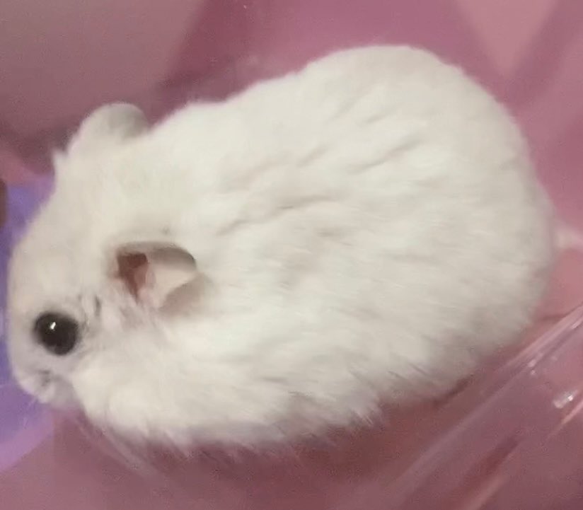 もちが可愛くてたまらない理由がわかった 形状がほぼハムスターだから