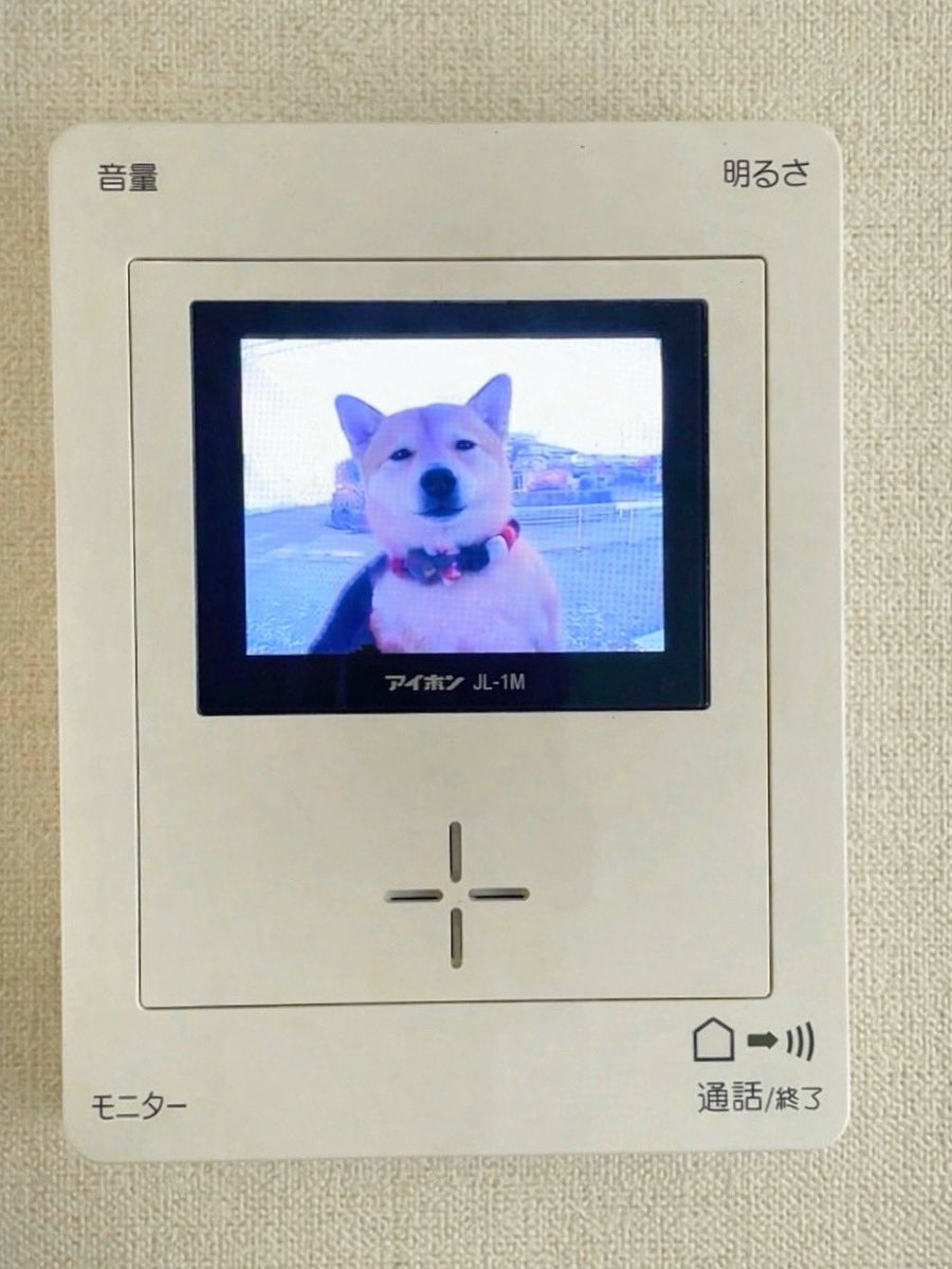 ピンポンでたら遠慮がちに勧誘してきそうな犬がいるのさすがに笑った