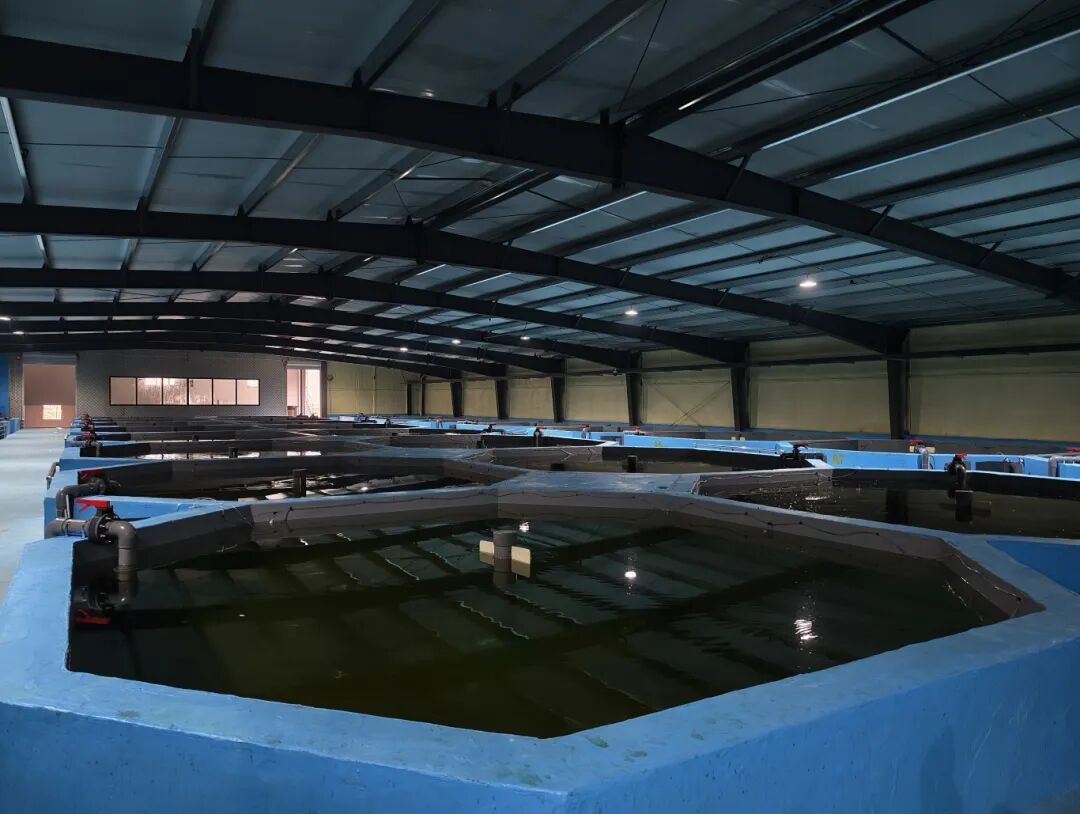 hangzhoufeel's tweet image. 🐟🏠 Fish living in "smart apartments"? Yes, it's happening in #Tonglu!

In this digital fish farm, 200,000 fish are raised in AI-controlled tanks, saving up to 90% of water while boosting yields — all monitored by phone, with no muddy ponds required. From rural youth startups to