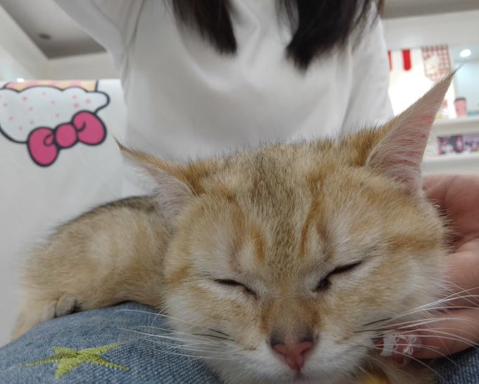 abcde_mao's tweet photo. 上海��� 陀 闵行 https://t.co/kJAcnjqWeW