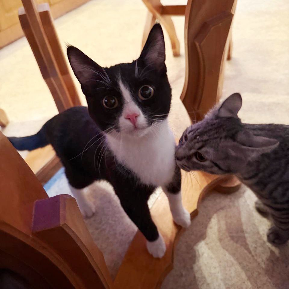 dobroxvost's tweet image. Феликс ищет дом, Москва/МО

Возраст 6 месяцев, обработан от паразитов, по анализам здоров, привит.
Лоток на 5+

Очень ласковый и контактный, отлично уживается с другими котиками.

Поддержите, пожалуйста, Феликса репостами, это поможет ему скорее найти дом😺