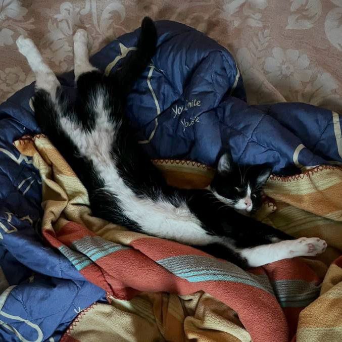 dobroxvost's tweet image. Феликс ищет дом, Москва/МО

Возраст 6 месяцев, обработан от паразитов, по анализам здоров, привит.
Лоток на 5+

Очень ласковый и контактный, отлично уживается с другими котиками.

Поддержите, пожалуйста, Феликса репостами, это поможет ему скорее найти дом😺