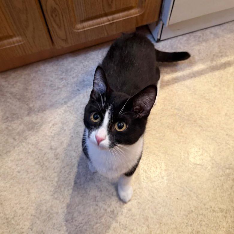 dobroxvost's tweet image. Феликс ищет дом, Москва/МО

Возраст 6 месяцев, обработан от паразитов, по анализам здоров, привит.
Лоток на 5+

Очень ласковый и контактный, отлично уживается с другими котиками.

Поддержите, пожалуйста, Феликса репостами, это поможет ему скорее найти дом😺