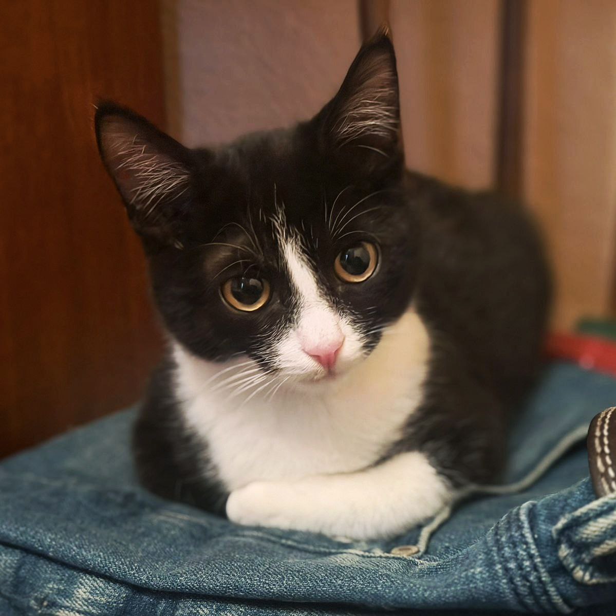 dobroxvost's tweet image. Феликс ищет дом, Москва/МО

Возраст 6 месяцев, обработан от паразитов, по анализам здоров, привит.
Лоток на 5+

Очень ласковый и контактный, отлично уживается с другими котиками.

Поддержите, пожалуйста, Феликса репостами, это поможет ему скорее найти дом😺