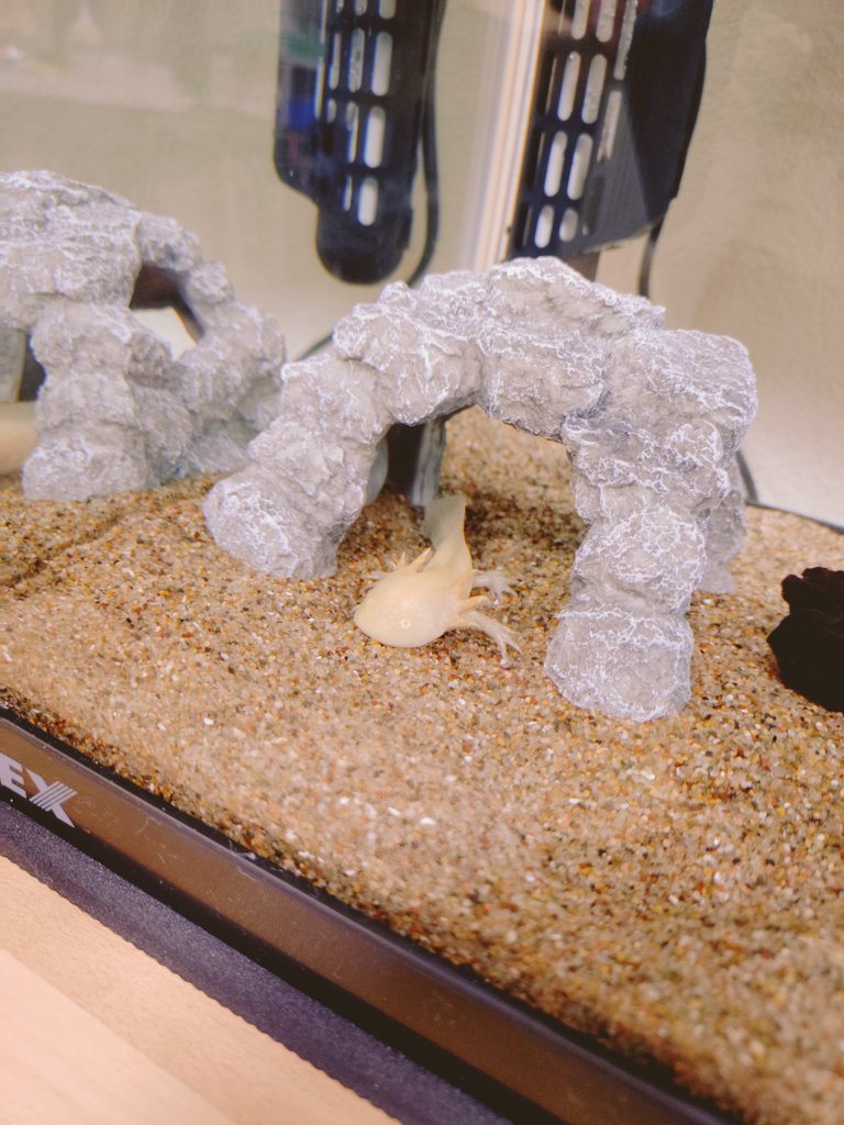 キターーーッ（ウパルパです）