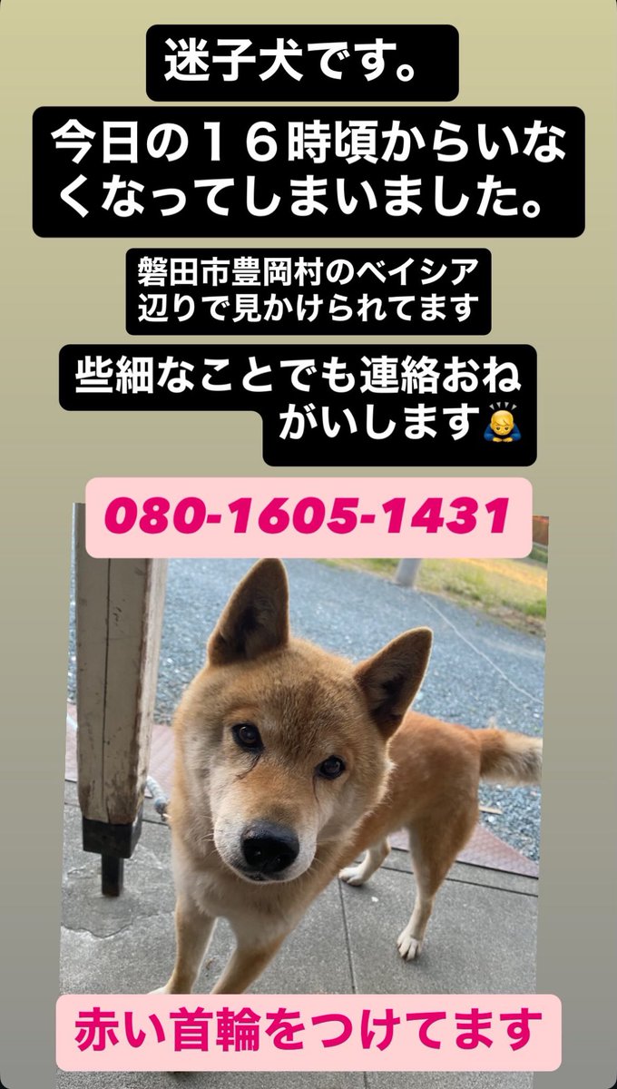 kono_nishikawa's tweet photo. 友達の犬が迷子になってしまいました
パールって名前です！
場所は静岡県磐田市ですが
皆さん拡散お願いします🙏 https://t.co/791LBUJhMN