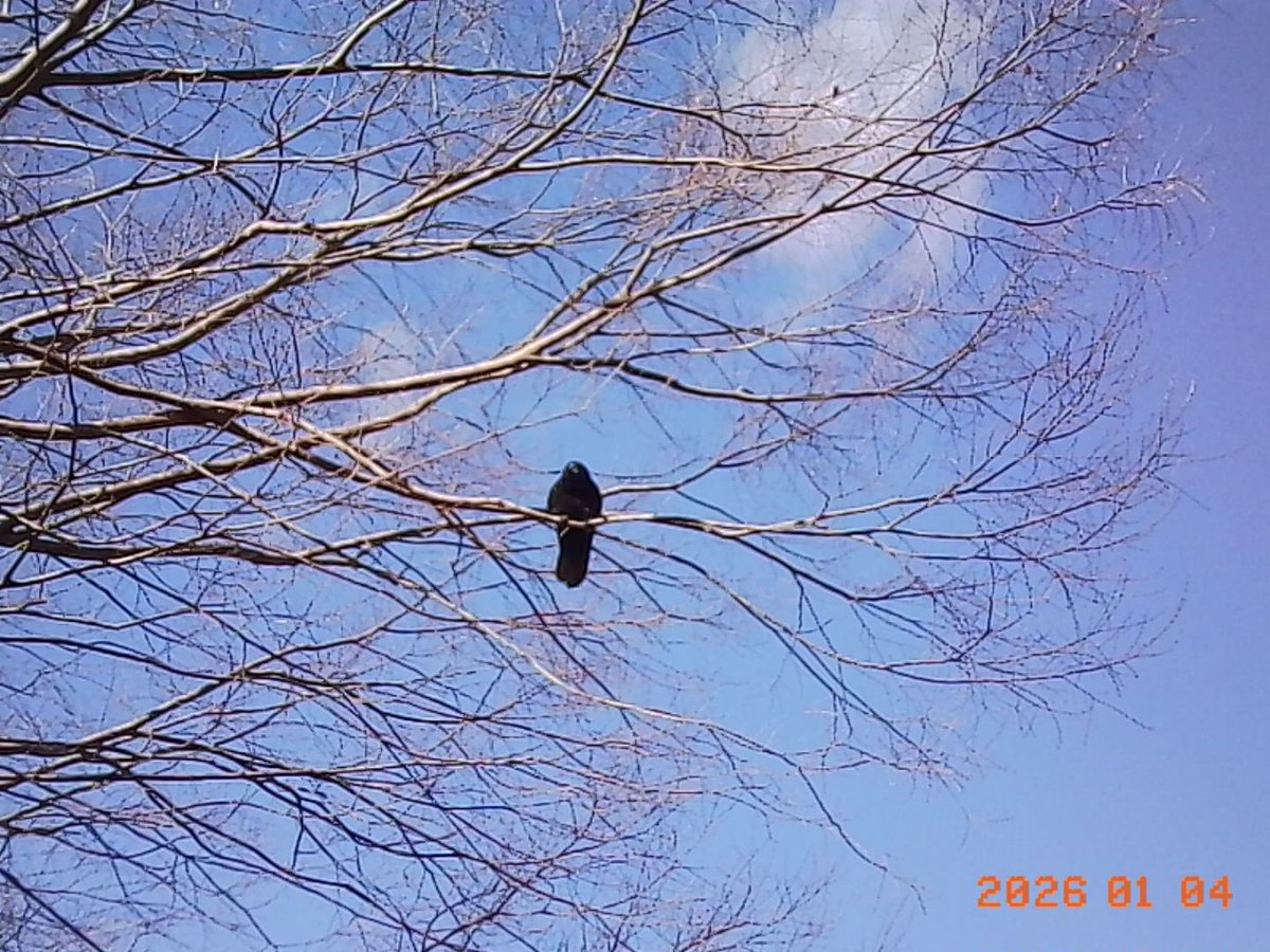 カラス🐦‍⬛ #kodak #charmera