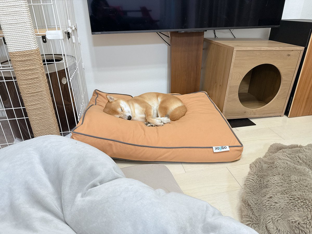 Post by 連チャン最高！ on X: かわいい