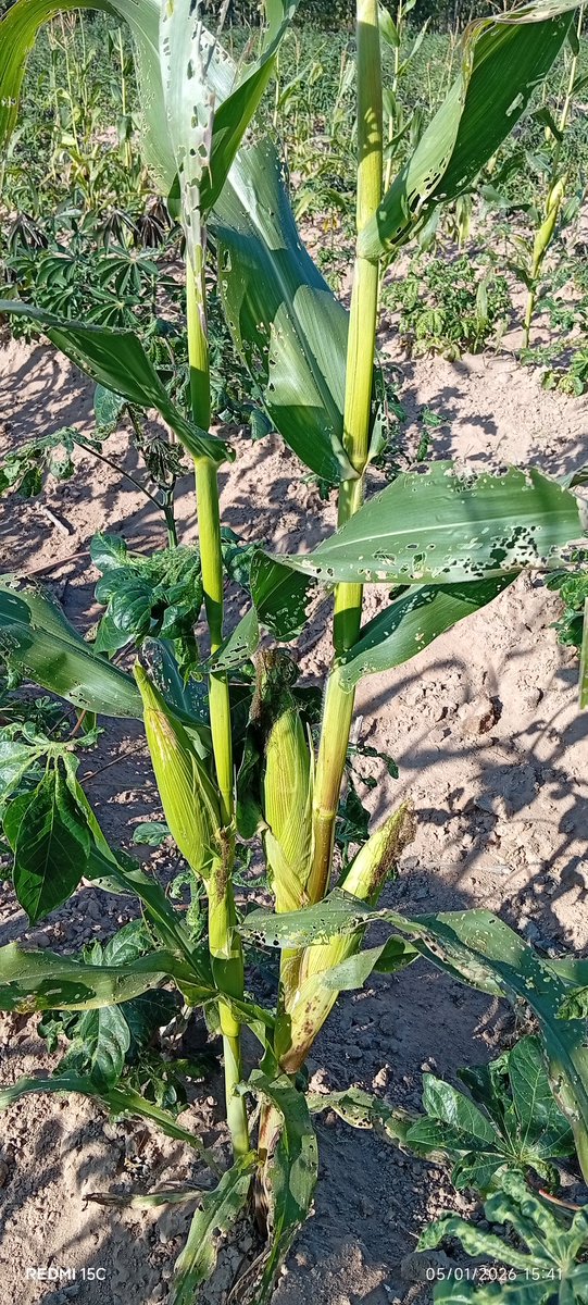 ต้นคับ_789 tweet media