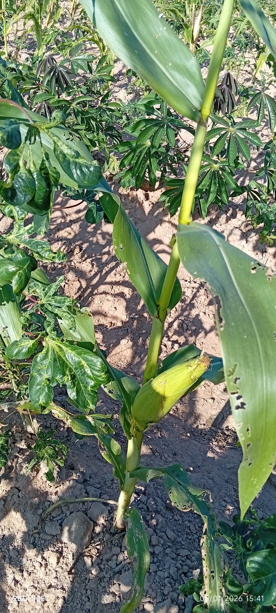 ต้นคับ_789 tweet media