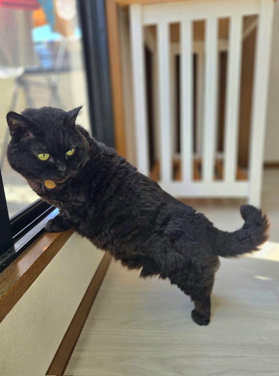 ラムキンのにゃむ+世話係コウ (@garaku1972) / Posts / X