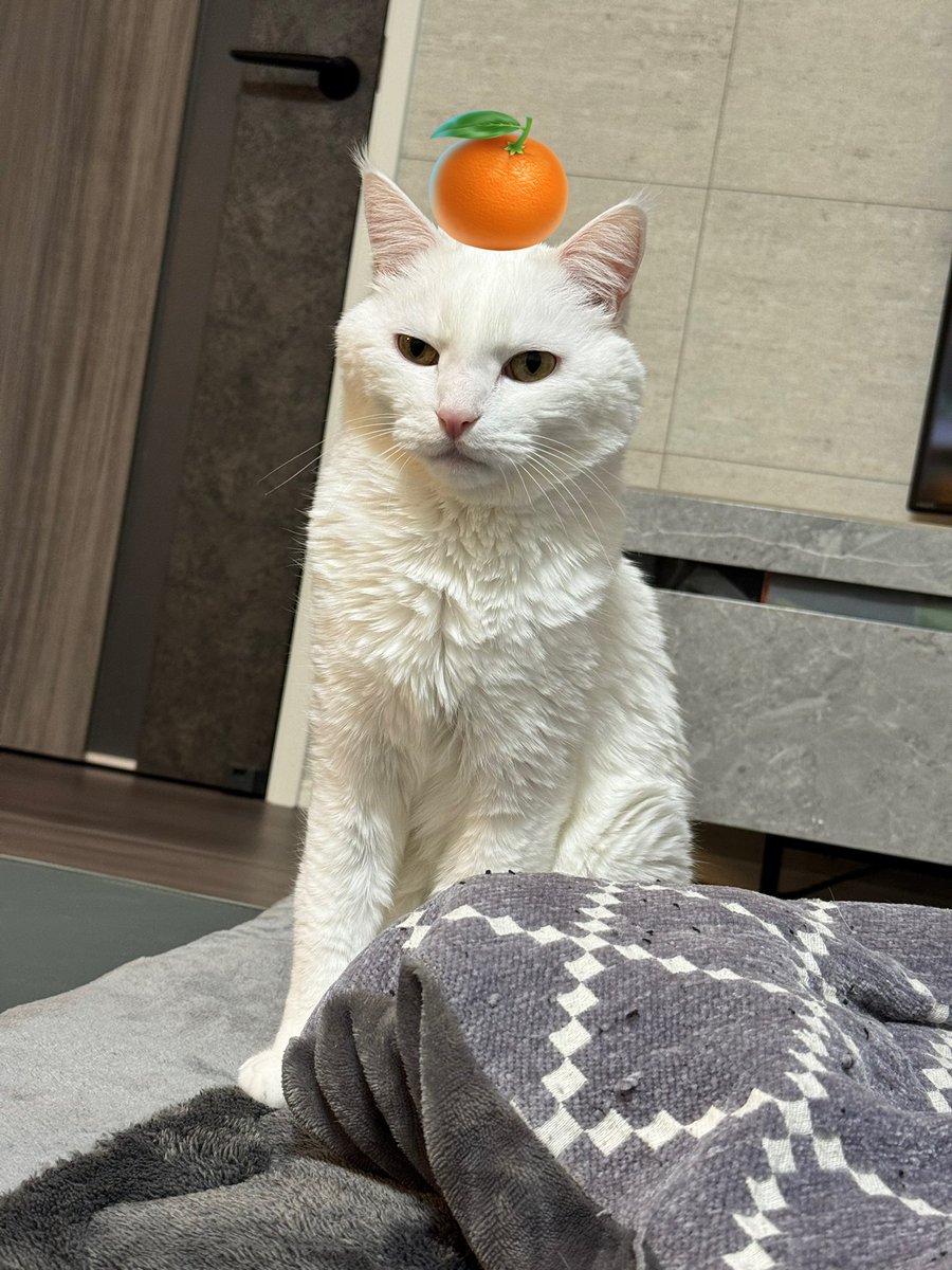 ハク様 (@hakusama0906) / Posts / X