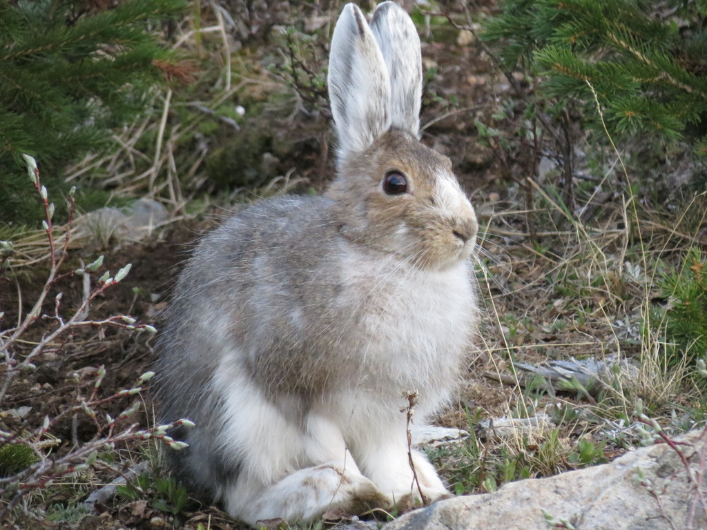 World Lagomorph Society tweet media