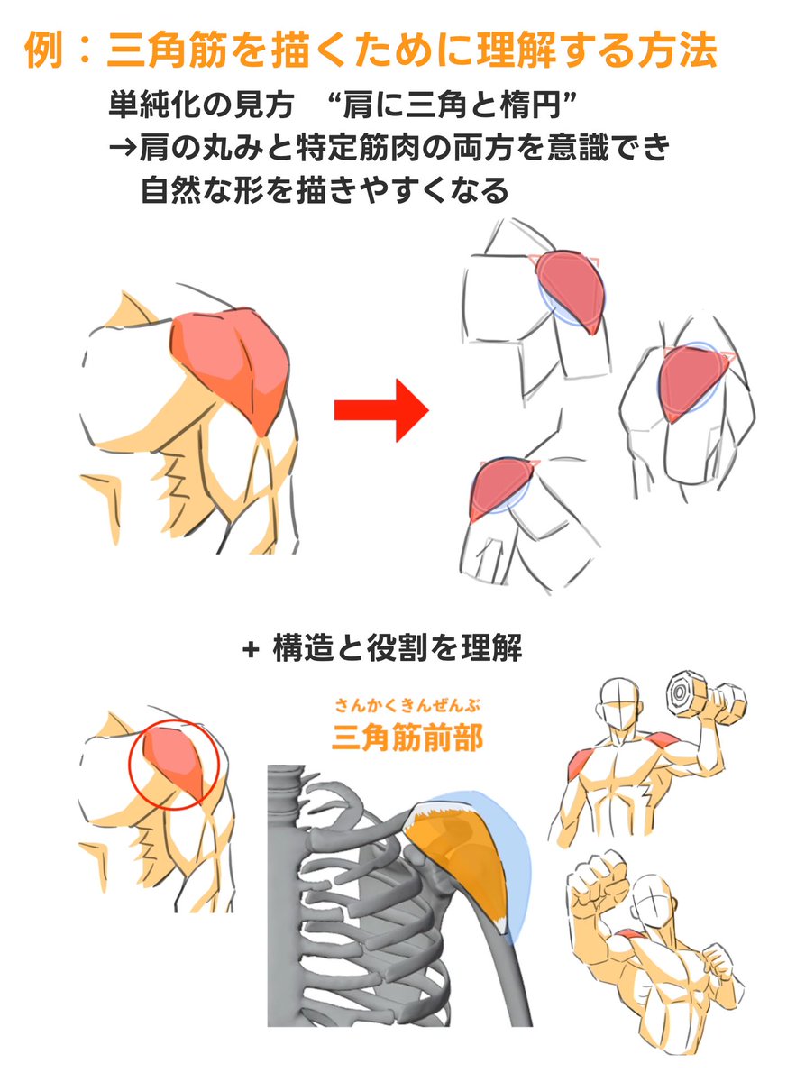 posemaniacs's tweet image. 「それっぽい筋肉」は描けるけど、どこか安っぽい。
——そんな違和感、ずっと感じている人は、

ポイントは筋肉の構造理解と単純化。この二つを意識してみて。
なぜそうなっているかが分かれば、根拠ある説得力のある表現に繋がり“自然でリアルな筋肉"に変わります。