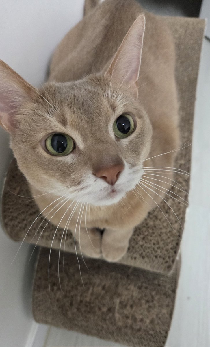 궁디팡팡 해달라는 표정