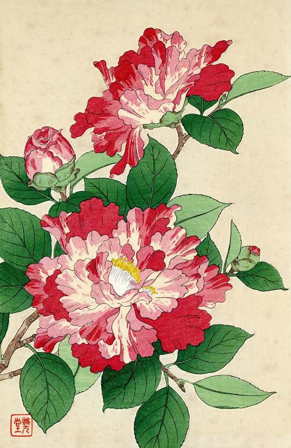 河原崎奨堂 － 椿 Kawarazaki Shodo #art #新版画 #shin_hanga [浮世絵