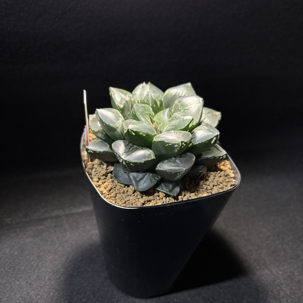 GreenBros (@GreenBros_2025) / Posts / X