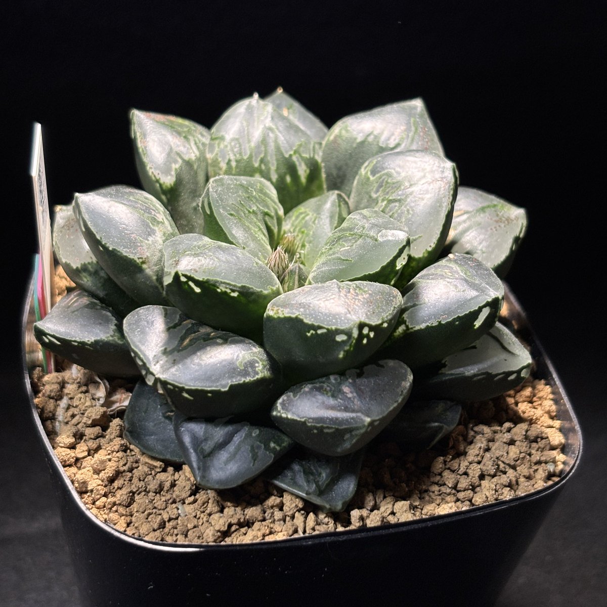 札付き♥️シムランス✕ラコロ✨ Reshiram & Zekrom GX (Secret) - SM - Cosmic Eclipse - Pokemon