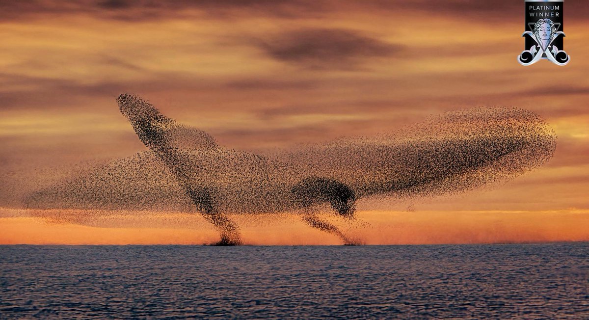 𝟐𝟎𝟐𝟓 𝐏𝐥𝐚𝐭𝐢𝐧𝐮𝐦 𝐖𝐢𝐧𝐧𝐞𝐫 📷

Murmurations of Starlings by Todor Tilev

Winner's Page: tinyurl.com/b3d92yep
🔗 Enter now: musephotographyawards.com 

#MUSE #MUSEawards #MUSEPhotographyAwards #PhotoAwards #MUSEHighlight #MUSEWinningWork #naturephotography