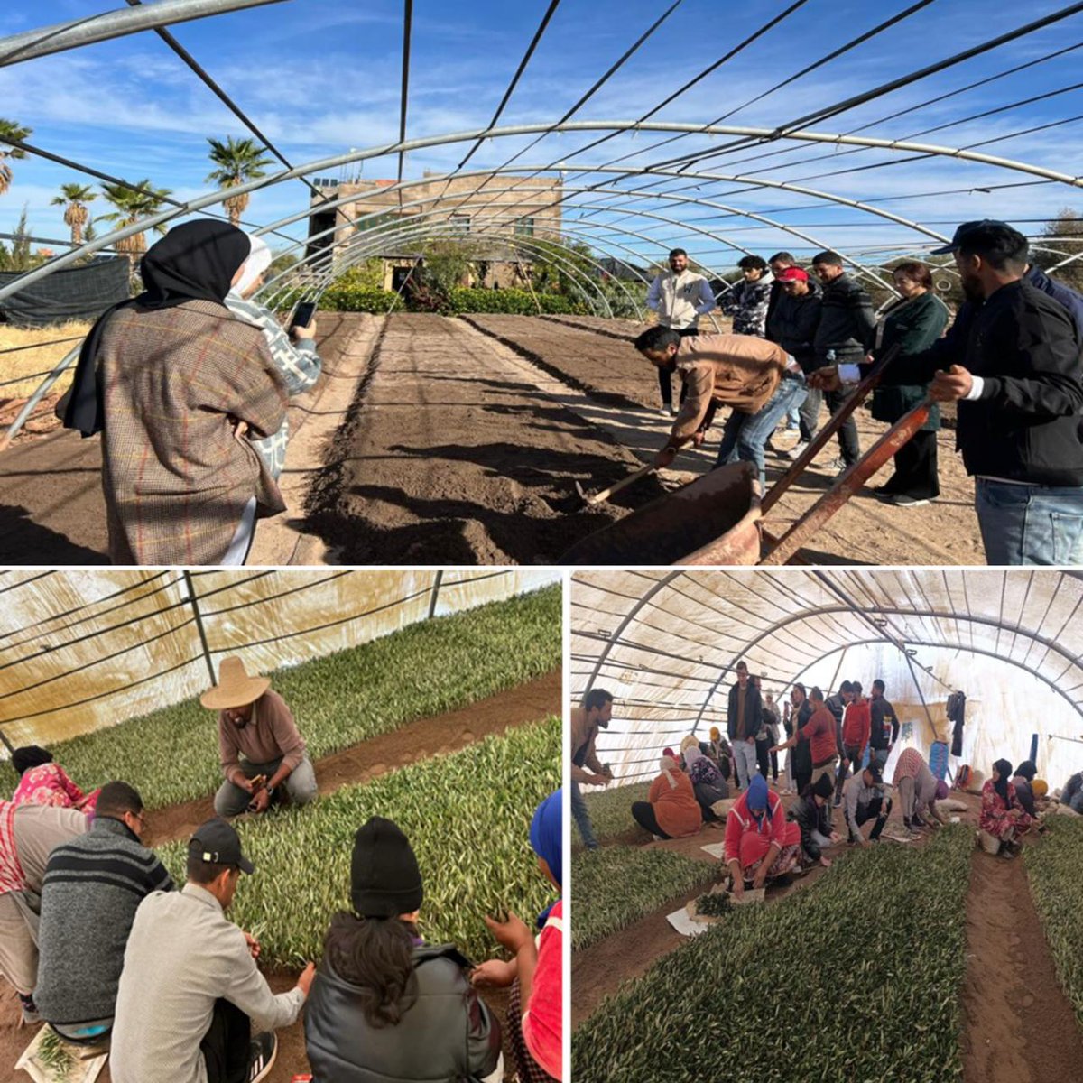 UM6P Innovation & Entrepreneurship Lab tweet media