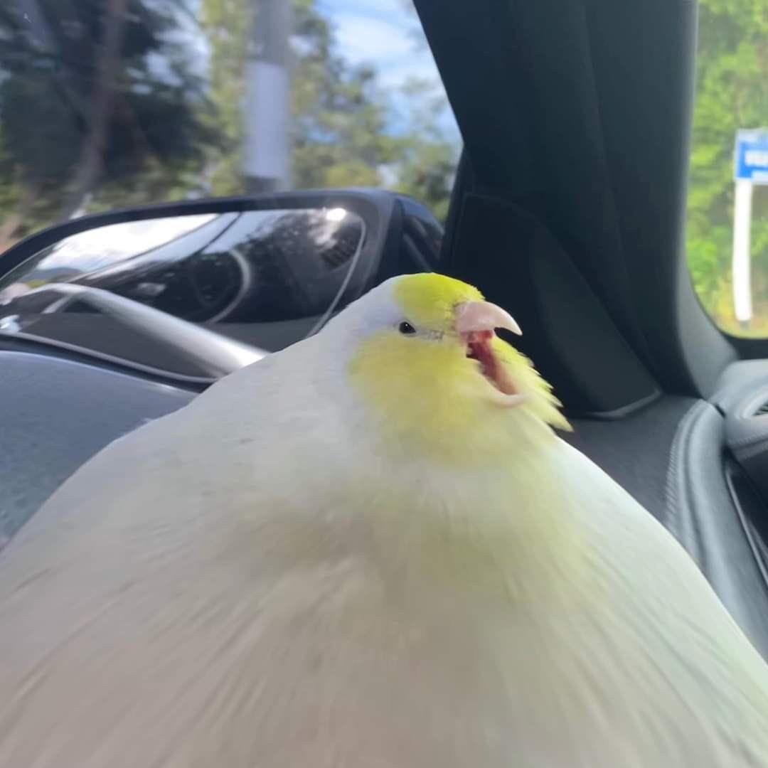 OlucaSub's tweet image. 