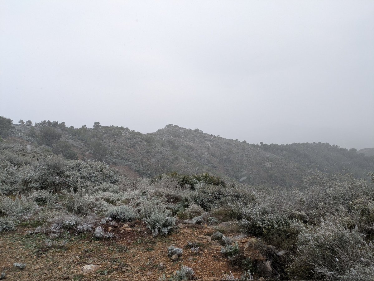 ADF Rossend Montané tweet media