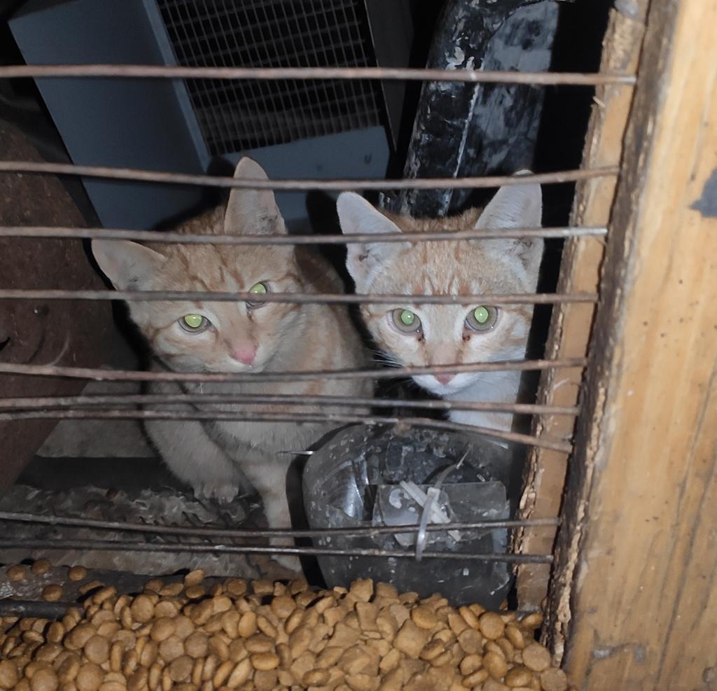 send.monobank.ua/jar/97Qw78NSuk

на сьогодні ще 1800 і є всім вуличним котикам на вечерю, прошу рт🤞🏻

показую, які хорошенькі хлопчики в кнопки виросли, вчора до них зайшла:)

send.monobank.ua/jar/97Qw78NSuk
pp igorhorobetz@gmail.com