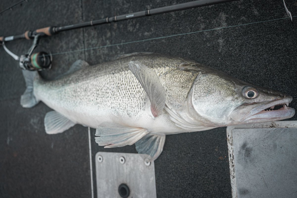 Tackle Data】 Rod: Transcendence @transcendencejp Stizo76 (Proto