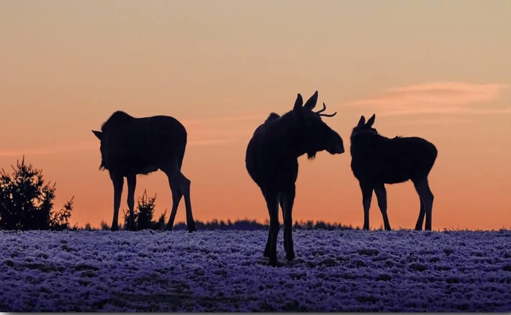 Elusive Moose tweet media