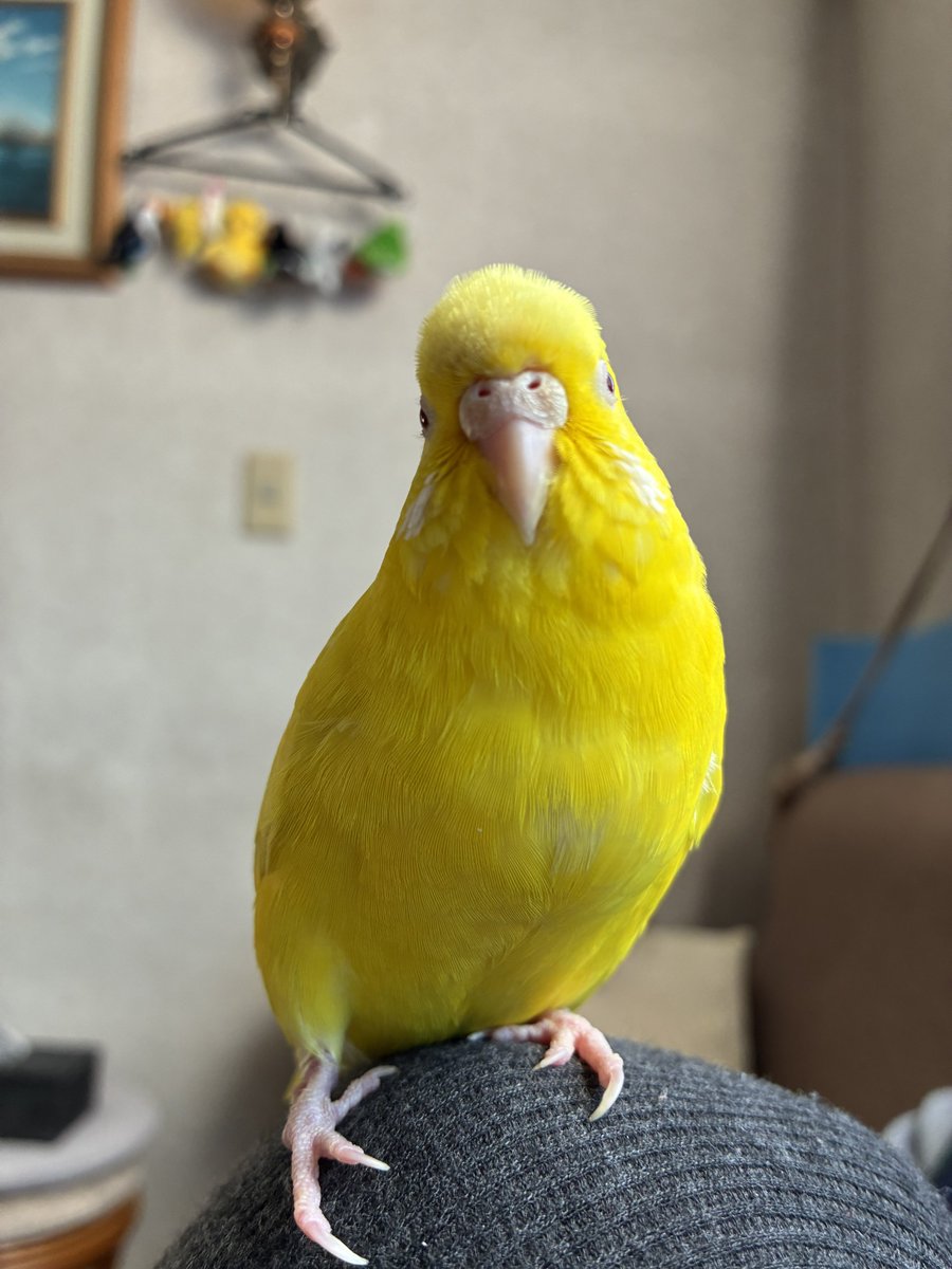 ポピ助 (@7gIyqlwWe375924) / Posts / X