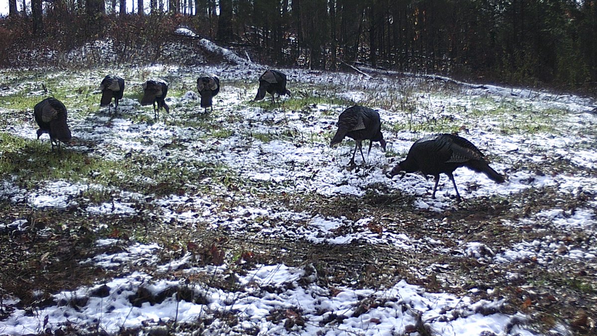 I can’t remember when I was so happy at the end of a deer season. Not that I was happy it was over, but I was happy it ended in such a memorable way. Let me tell you about it. I spent four days in the Midwest as I do every year. During this time of the year, the deer are coming
