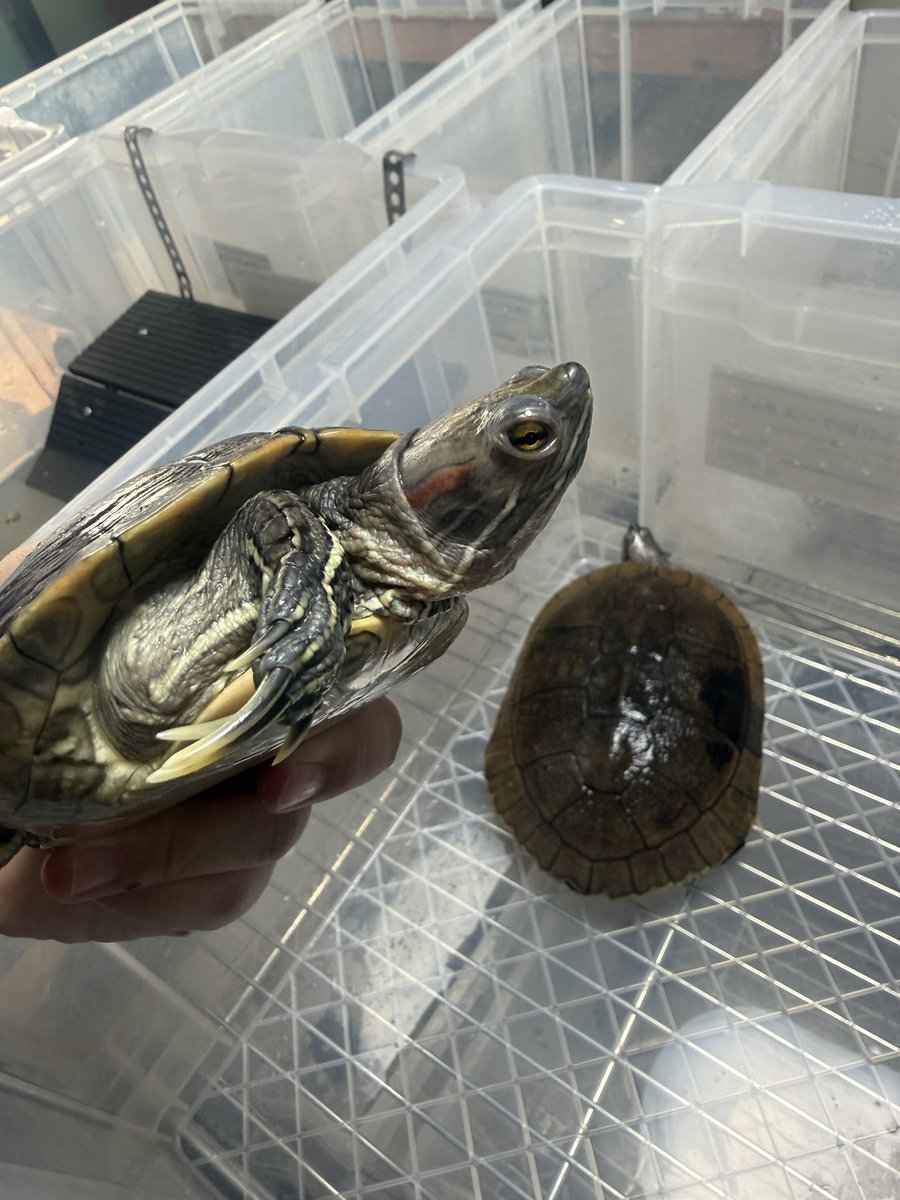 🐢朝寝坊🐢【秀亀】 (@syuu_kou_o) / Posts and Replies / X