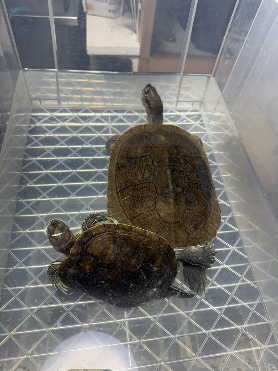 亀です 前代未聞!?まさかの、甲羅から亀が飛び出す衝撃!! ガシャポン®「あいつ