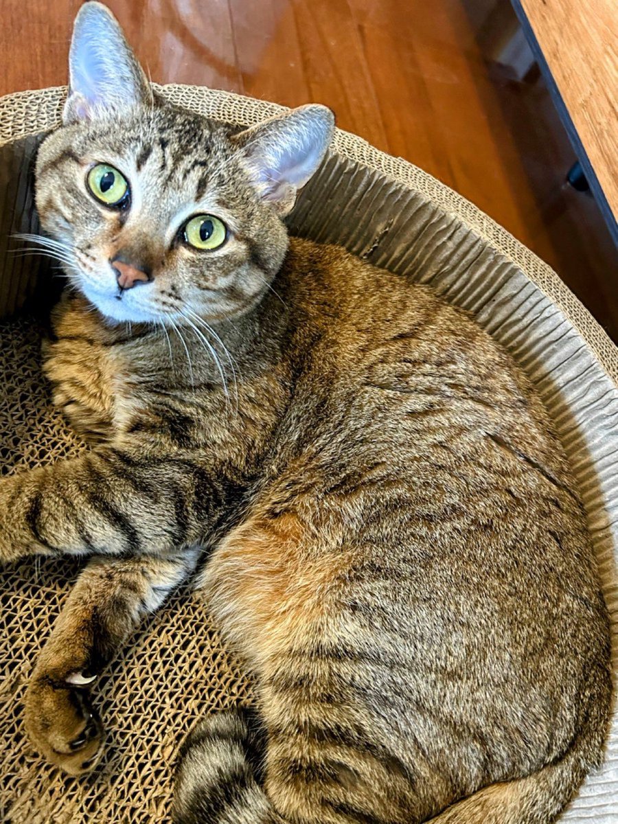 うちのねこ(クォーター雑種の保護ねこ)、私が仕事で疲れたときとか、妻に怒られたときとか、子どもたちにウケないギャグを披露して寒風が吹くときも、いつもゴロゴロ喉を鳴らしながらだっこに来てくれる。
いやされる。