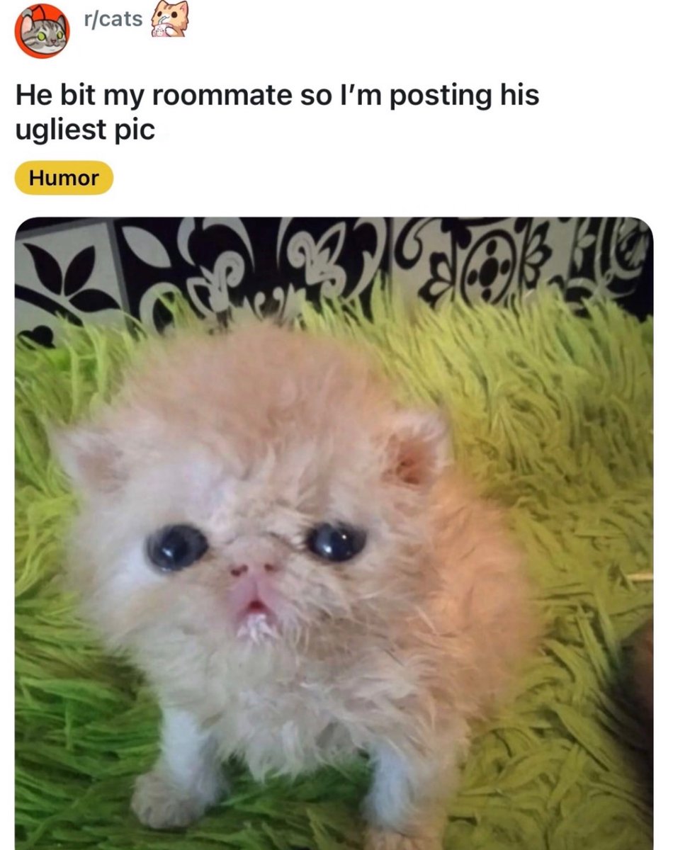 RespectfulMemes's tweet photo. https://t.co/8iV7H8K69a