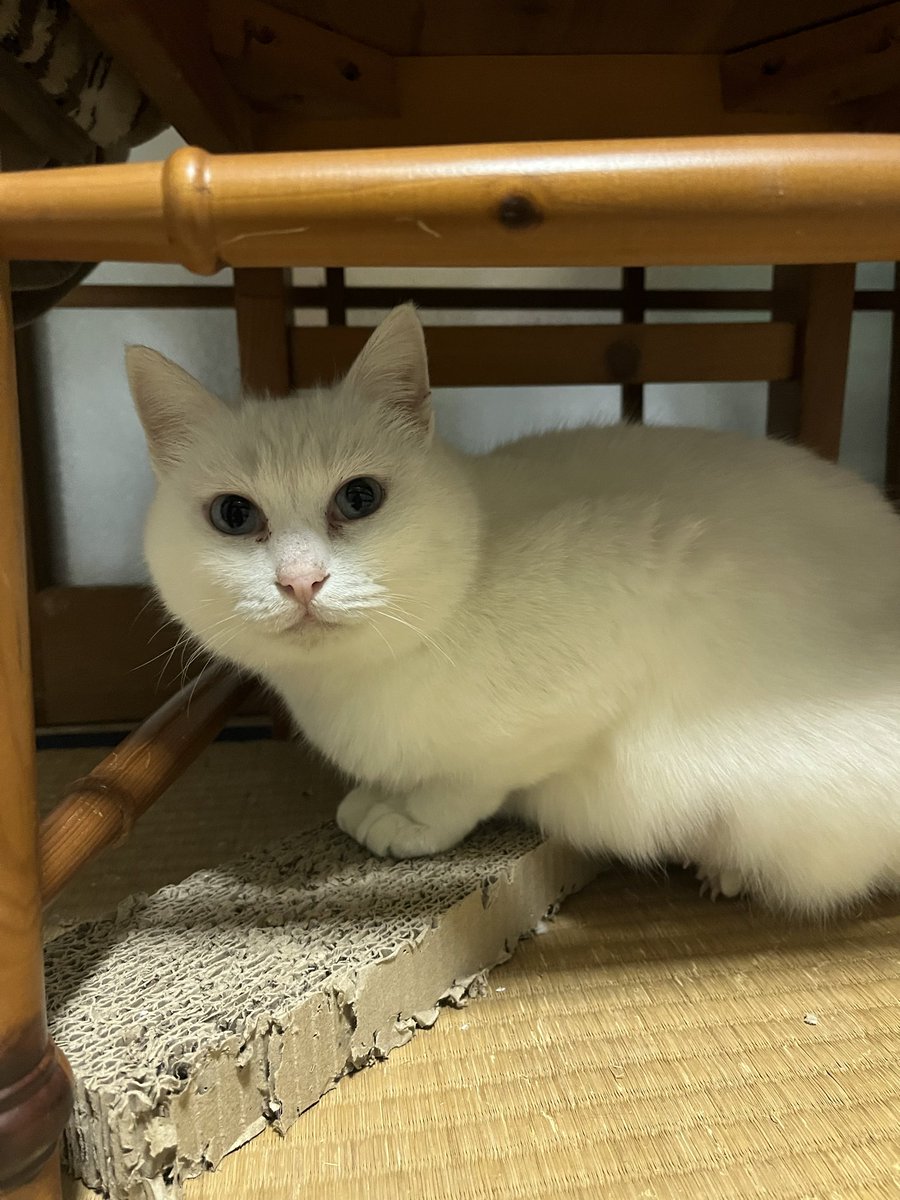 シロちゃんたちもご飯食べてまったり😌