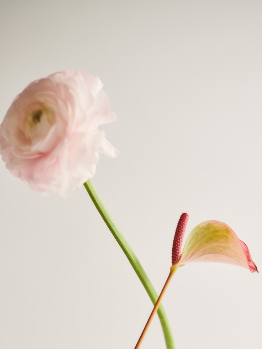 Simplicity is where beauty breathes 🌸 No excess, no noise; just what’s needed, nothing more. Like a flower, its quiet elegance reminds us that the best things are often the simplest.

#SimplyBeautiful #NaturalElegance #LessIsMore #PureLiving #Wellicious