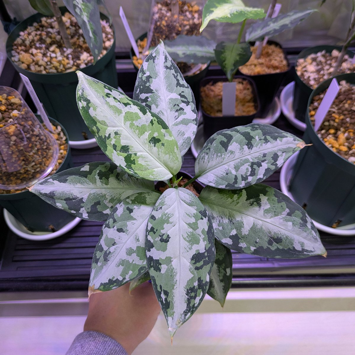 アグラオネマ白鯨おまけつき アグラオネマ 白鯨 おまけつき