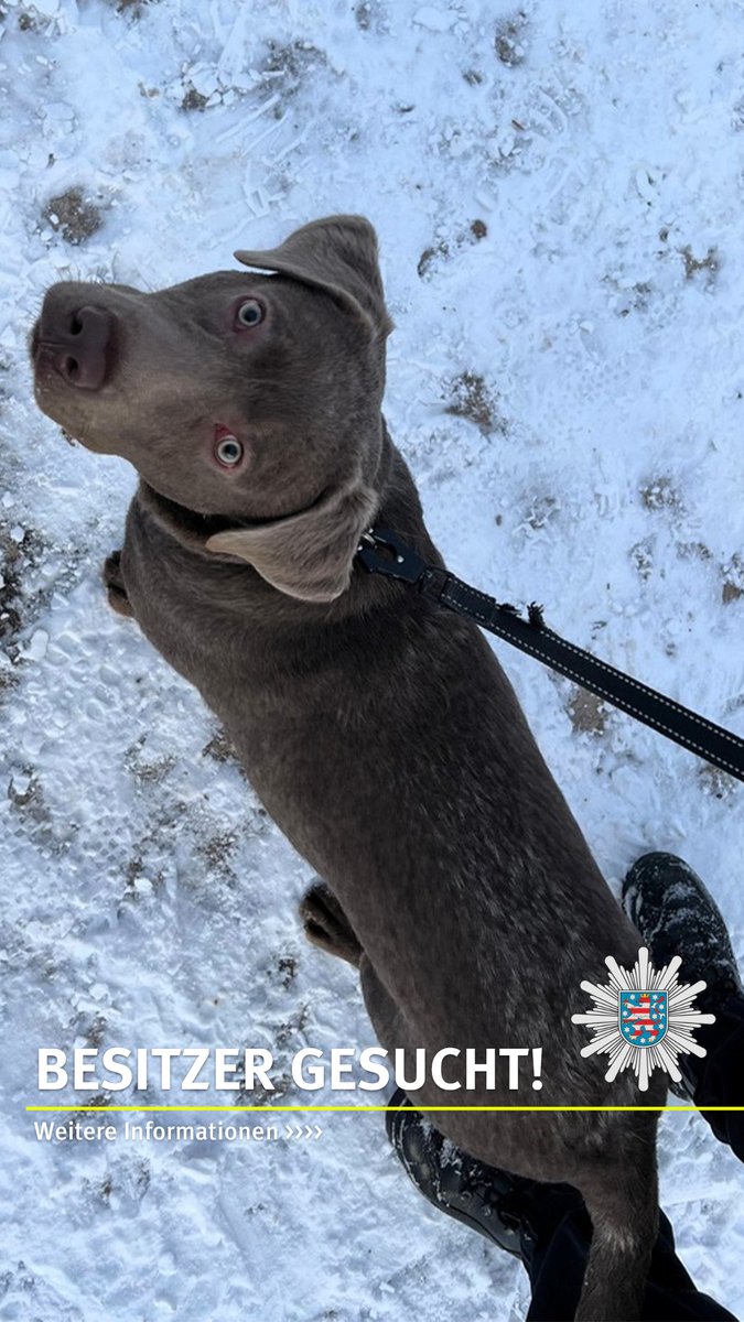 Polizei_Thuer's tweet image. 🐾 Tierischer Einsatz am Morgen 🐾

Heute früh waren wir in Erfurt für einen ganz besonderen Einsatz unterwegs:

Gegen  Uhr ging bei uns ein Notruf über einen herrenlosen Hund in der Straße Am Tannenwäldchen ein. 🐶

Unsere Kolleginnen und Kollegen zögerten nicht lange, kümmerten…
