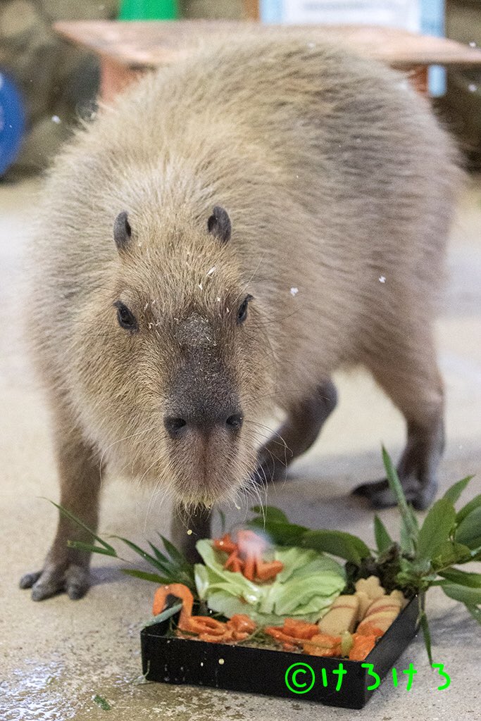 けろけろ (@capyanimal) / Posts / X