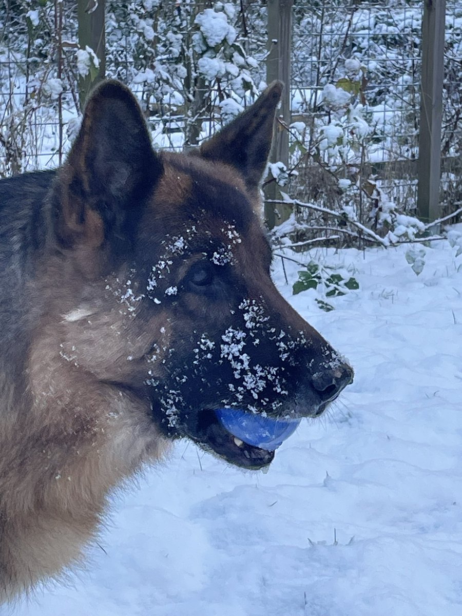 Duitse herder opvoeden? Tips en voorbeelden voor een goede puppy tijd, image size:900x1200