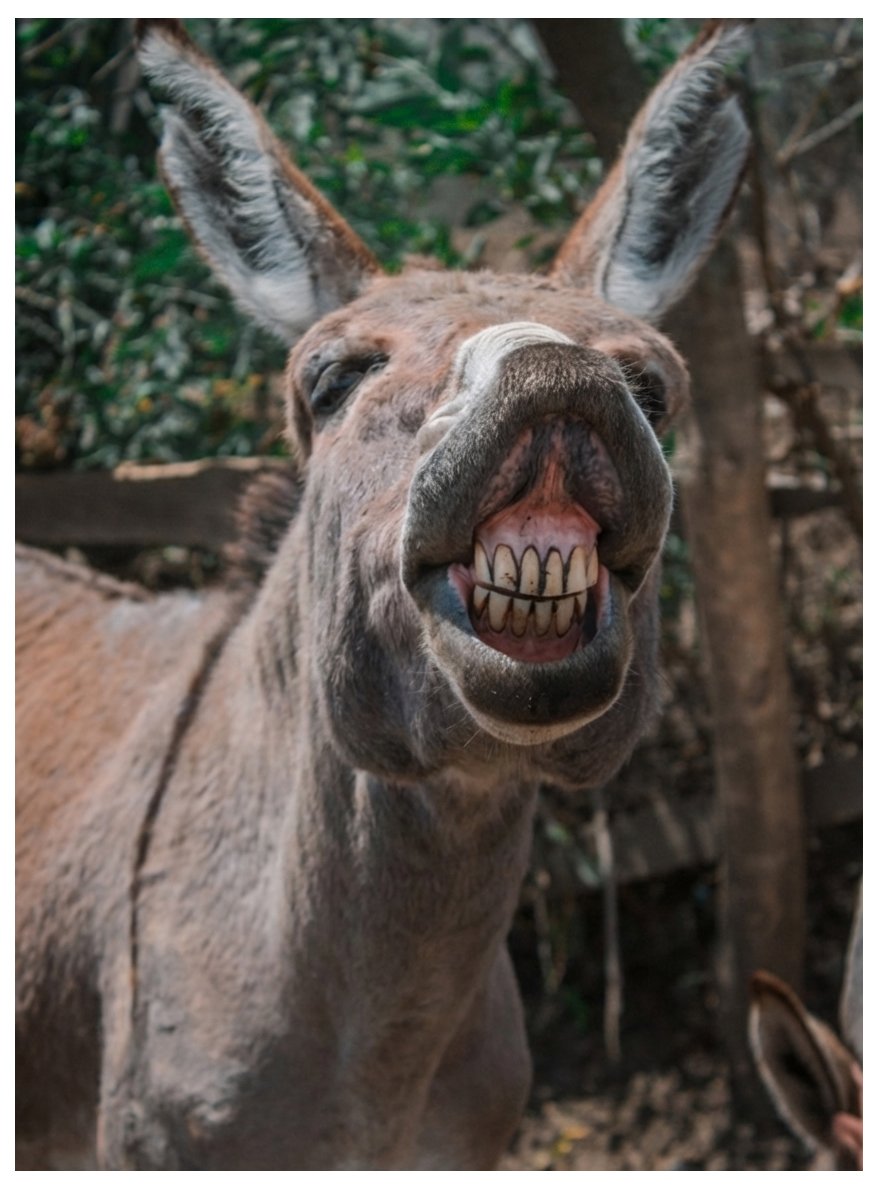 Arusha society for the protection of animals tweet media